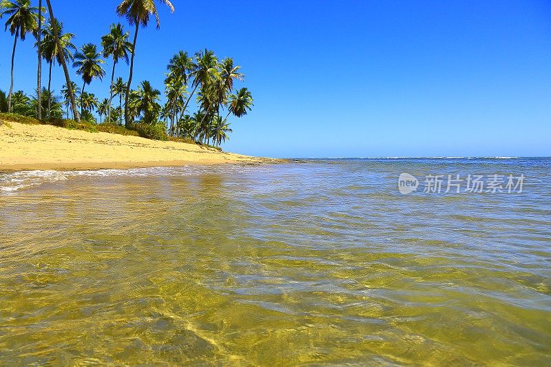 天堂:Praia do Forte，巴西东北部巴伊亚，田园般的热带海滩